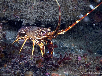 Medium Crawfish